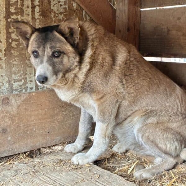 KUBA (♀) – Bild 3