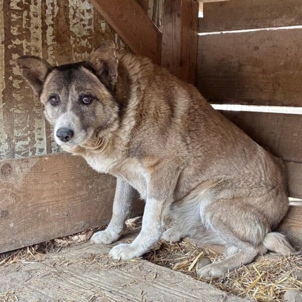 KUBA (♀) – Bild 4