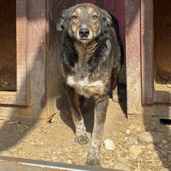 TALILA (♀) - seit Anfang 2021 im Shelter – Bild 7