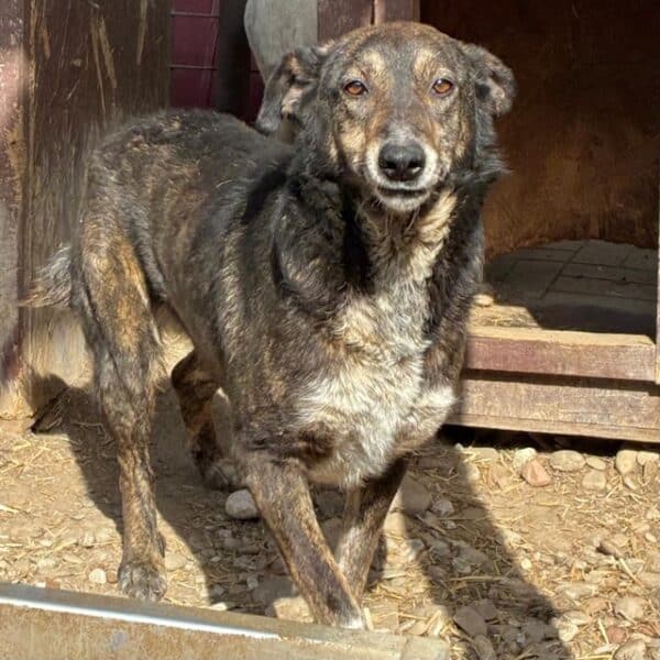 TALILA (♀) - seit Anfang 2021 im Shelter – Bild 8