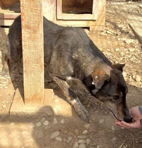 TALILA (♀) - seit Anfang 2021 im Shelter – Bild 3