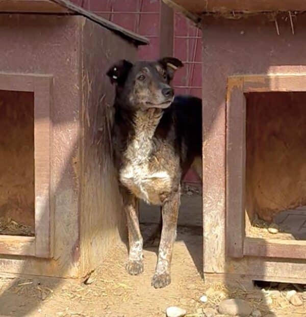 TALILA (♀) - seit Anfang 2021 im Shelter – Bild 12