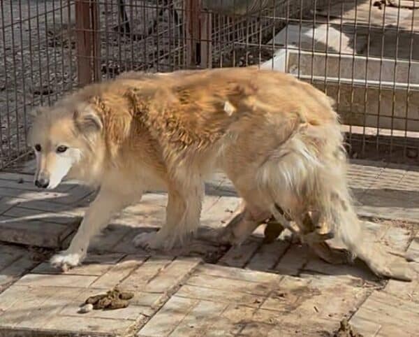 LISHA (♀) Fell stark verfilzt - seit 2019 im Shelter – Bild 6