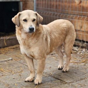 NILO - seit mindestens 2018 im Shelter