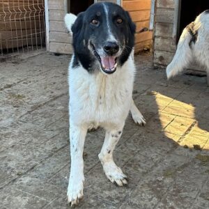 PAULO (♂) - linke Vorderpfote verdreht - seit 2017 im Shelter