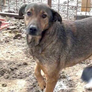 REIKO (♂) - seit 2021 im Shelter