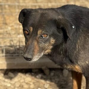 SUNJA (♀) - seit 2021 im Shelter