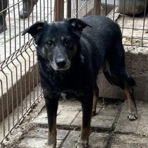 TESSY (♀) - seit mindestens 2017 im Shelter