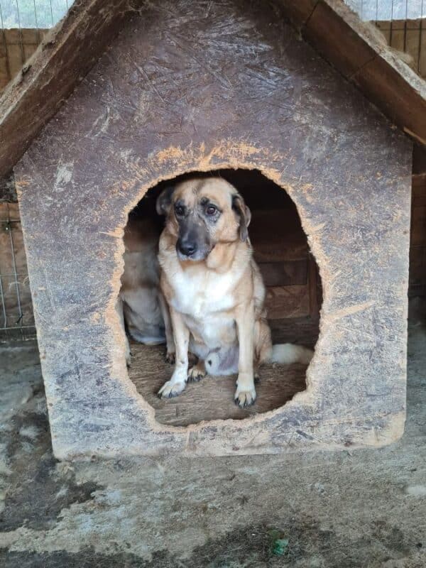 REXI (♂) - seit 2021 im Shelter – Bild 4