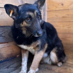 PRADA (♀) - RBB 05/25