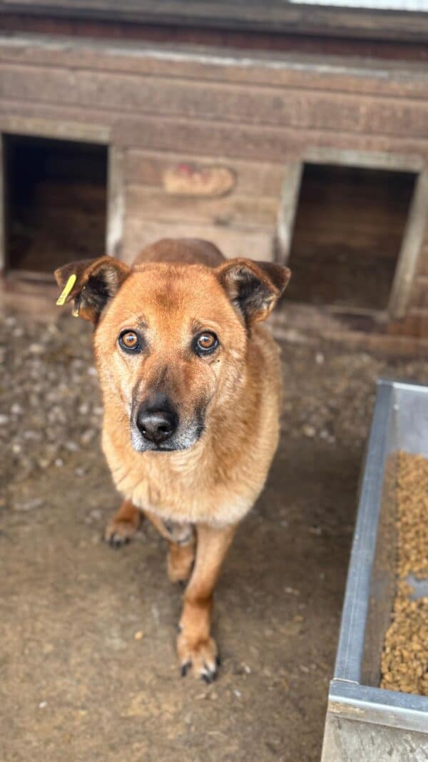 HARRY (♂) - ausgereist zu Step by Paw (AL) – Bild 12