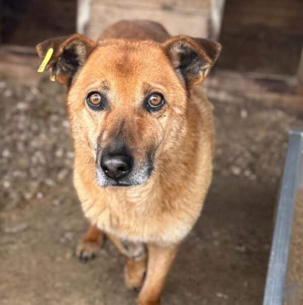 HARRY (♂) - ausgereist zu Step by Paw (AL)