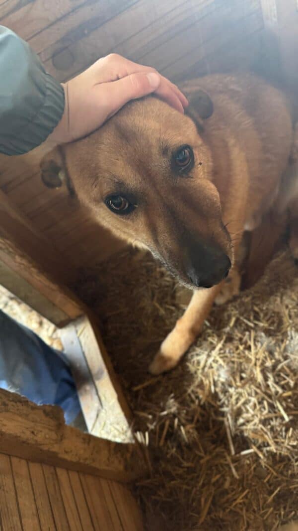 HARRY (♂) - ausgereist zu Step by Paw (AL) – Bild 3