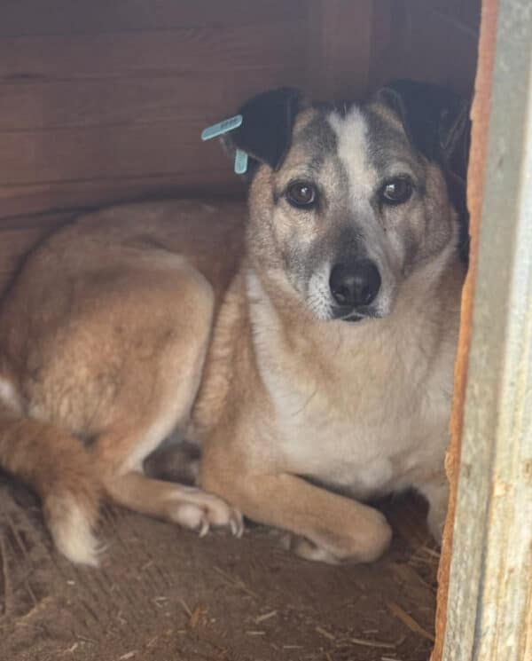BONNY (♀) - seit 2020 im Shelter – Bild 2