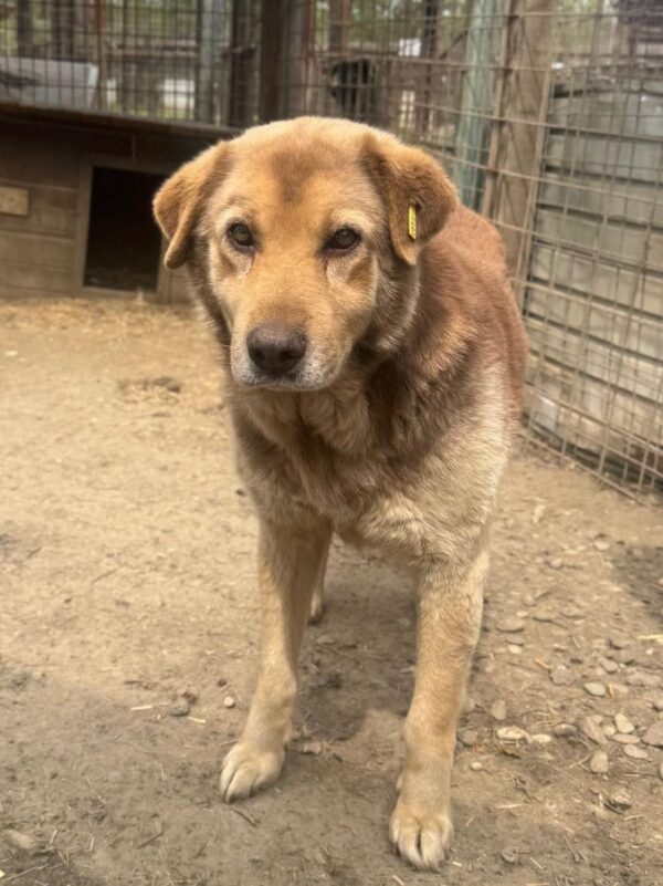 WILLI (♂) - seit 2021 im Shelter - Müder Senior - dringend Platz gesucht – Bild 2