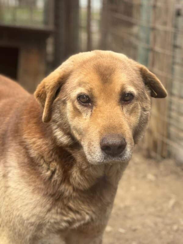 WILLI (♂) - seit 2021 im Shelter - Müder Senior - dringend Platz gesucht