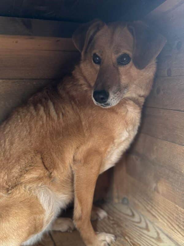 HEIWA (♀) - seit mindestens Anfang 2019 im Shelter – Bild 2