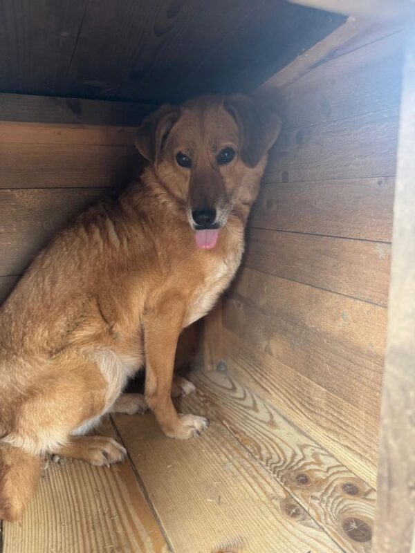 HEIWA (♀) - seit mindestens Anfang 2019 im Shelter – Bild 3