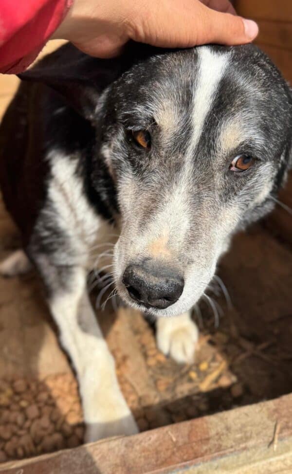 GUSS (♂) – Bild 2