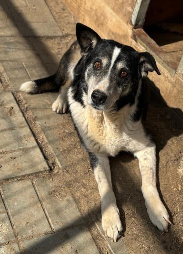 GUSS (♂) – Bild 13