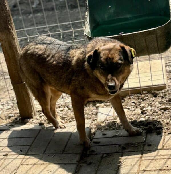 CARUSO (♂) - seit mind. 2021 im Shelter – Bild 2