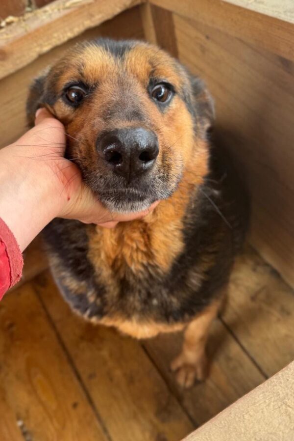 VITUS (♂) – Bild 3