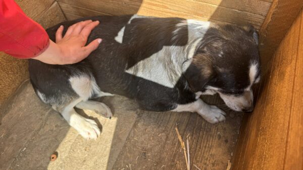 LORIE (♀) - seit 2020 im Shelter – Bild 4