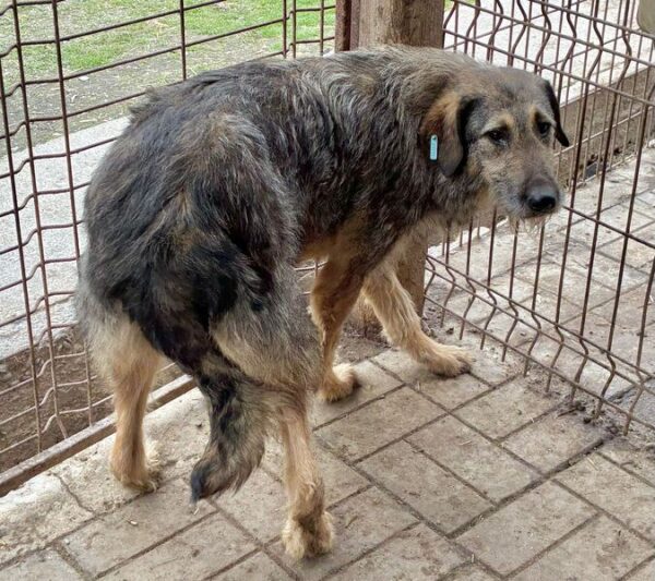 JESSIE - seit 2021 im Shelter – Bild 3