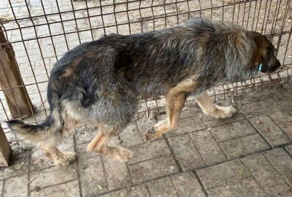JESSIE - seit 2021 im Shelter – Bild 4