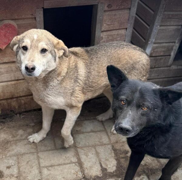 JUNEH (♀) - seit 2019 im Shelter – Bild 3