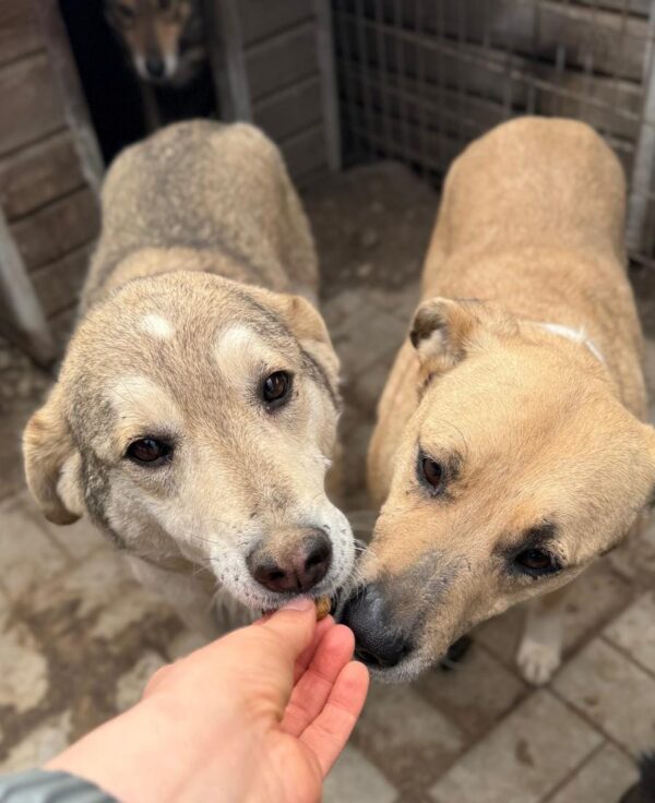 JUNEH (♀) - seit 2019 im Shelter – Bild 4