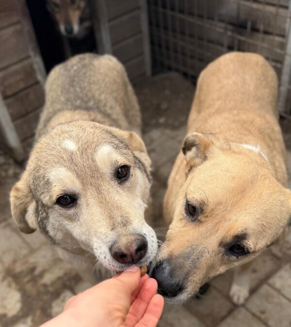 JUNEH (♀) - seit 2019 im Shelter – Bild 5