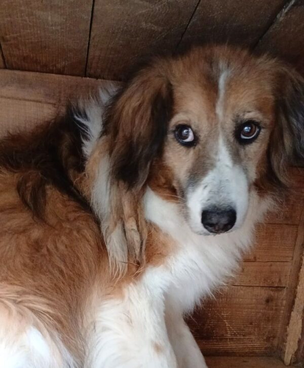 MALCOM (♂) – Bild 2
