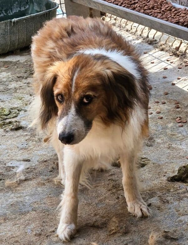MALCOM (♂) – Bild 2