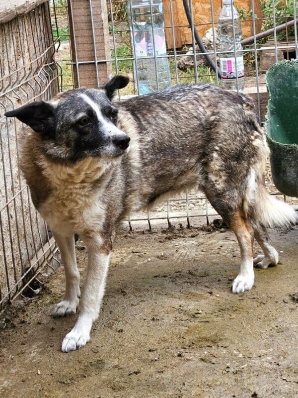 TIFFIE (♀) – Bild 2