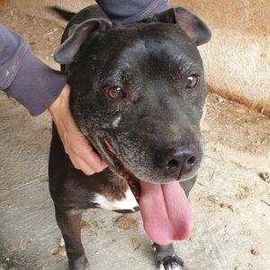 JUNIOR (♂) - vsl. Staffmix - Vermittlung nur nach Österreich möglich - seit mindestens 2020 im Shelter