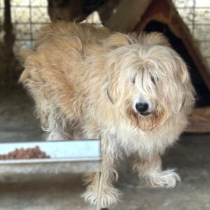 BIBO (♂)  - aktuell keine Vermittlung