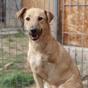 JENSON (♂) - Dreibein