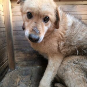 TITZIAN (♂) - seit Jahren starke Hinterhandprobleme (11/25)