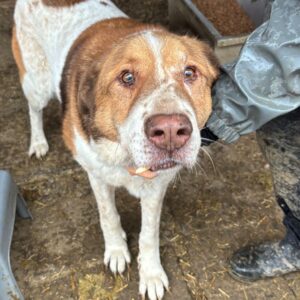 SHANE (♂) - Notfall - loser Zahn, eingerissene Lefze - seit mind. 2021 im Shelter