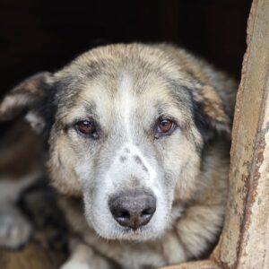 ORION (♂) - seit mind. 2019 im Shelter! - resignierter Senior!