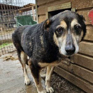 MEYFISS (♀) - fix und fertig - seit mind. 2018 im Shelter