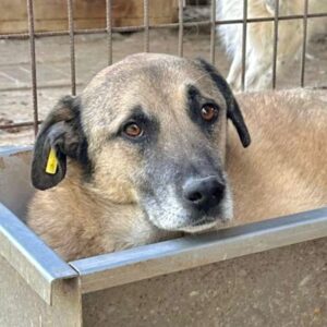 NORRIS (♂) - resignierter Senior - seit 2021 im Shelter