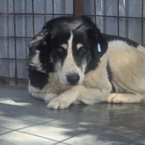 OREO (♂)