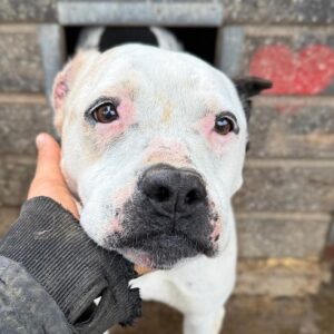 LAYNIE (♀) - beginnende Ohr- und Hautprobleme - (DNA Test folgt / PP)