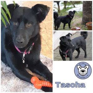 Tascha in 56249 Herschbach