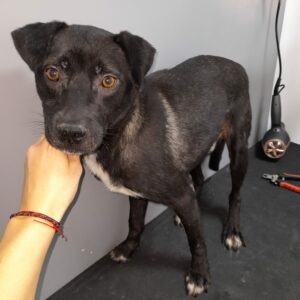 DODO - reserviert Tierhilfe Lebenswert DR (11.02.) - vermittelt