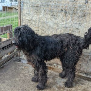 GIULI - reserviert Manuela - vermittelt