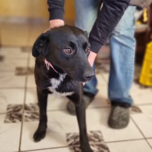 OANA - reserviert Tierhilfe Lebenswert DR (03.02.) - vermittelt