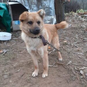 DIANA - reserviert Tierhilfe Lebenswert DR (31.01.) - vermittelt